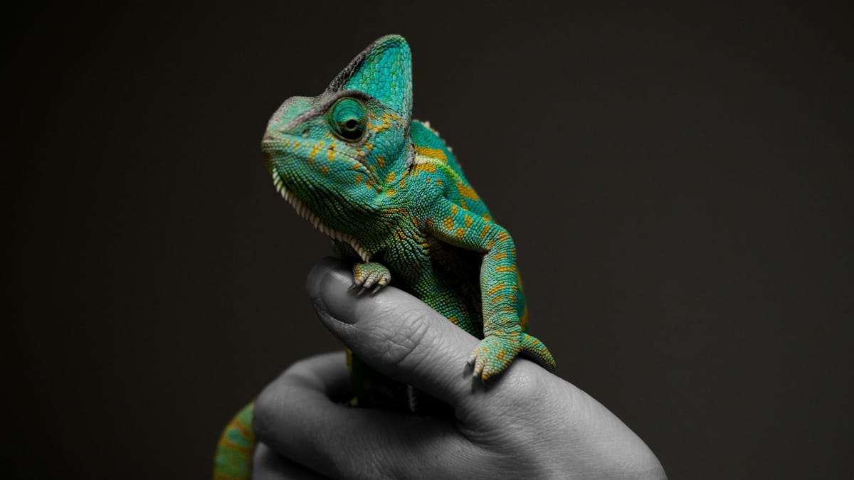 A chameleon balanced on a human hand. The chameleon is in full color, everything else is in black and white.